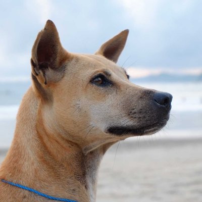 Dog