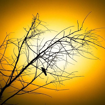 Sunset and Bird 🕊️🕊️