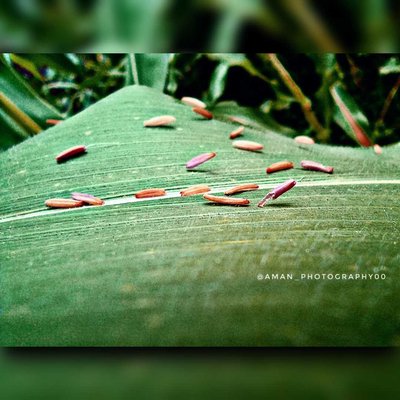 Macro lens photography.. ♥📍💙