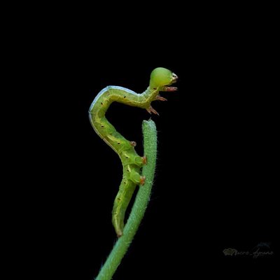 Caterpillar 