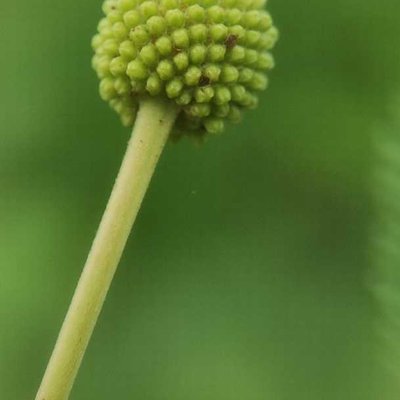 little green