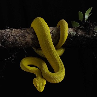 snake yellow