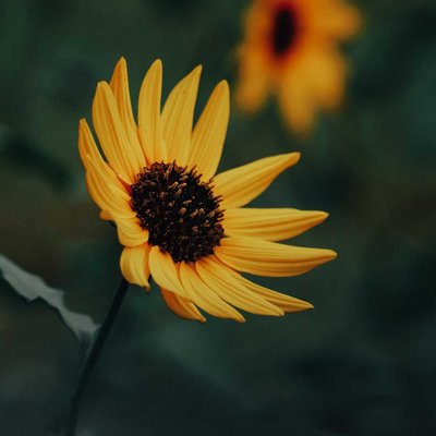 nature's beauty ✨