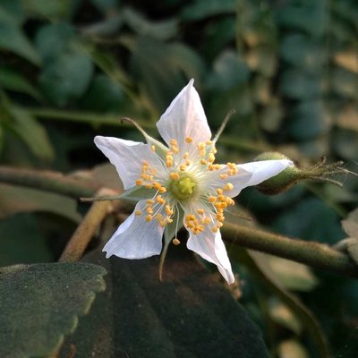Muntingia calabura flower