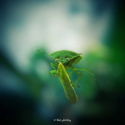 bug 🐞