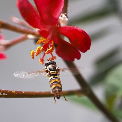 Hoverfly