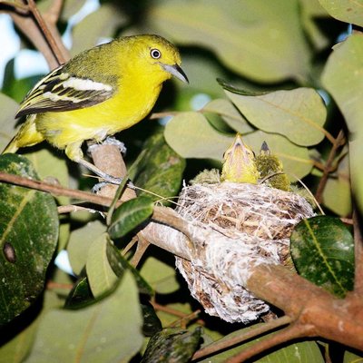 Burung Cipoh Kacat