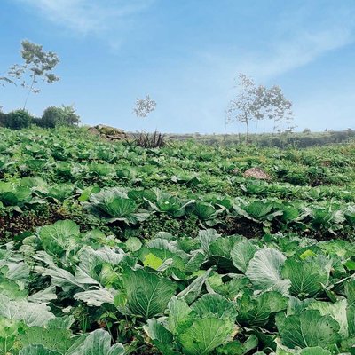 Sayur Kol - Kubis