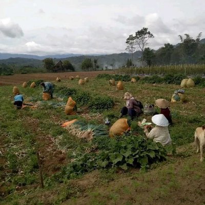 Petani Sayur 