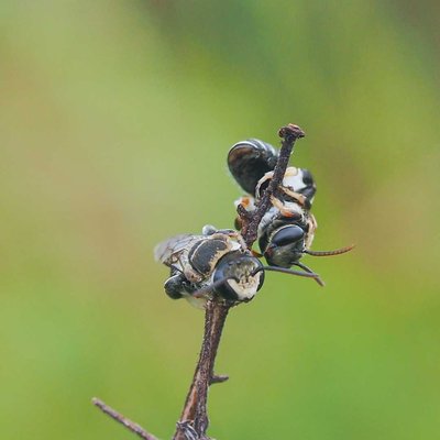 Lebah Lipotriches 