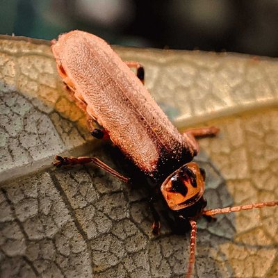 Hylecoetus dermestoides