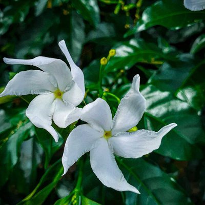 Tagar..Crape jasmine...🌸🌸
