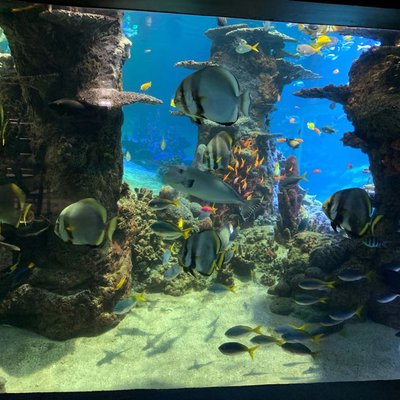 Fish for desktop
