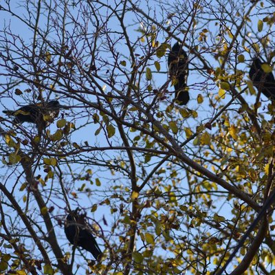 Birds 