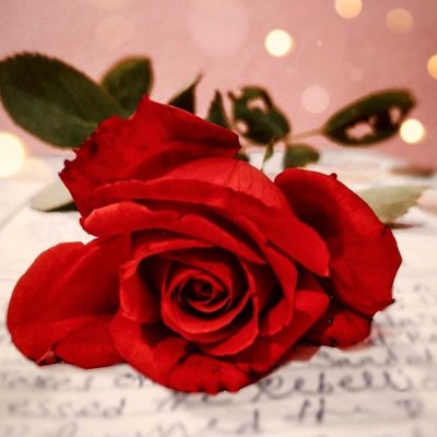 Red Rose