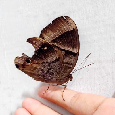 Butterfly🦋