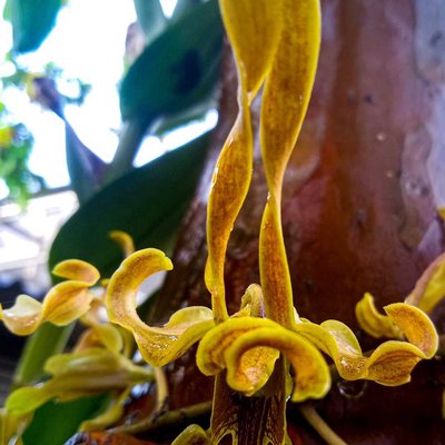 Dendrobium Ong Ang Ai Boon