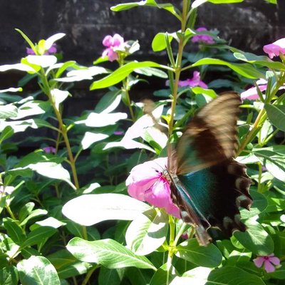 Butterfly