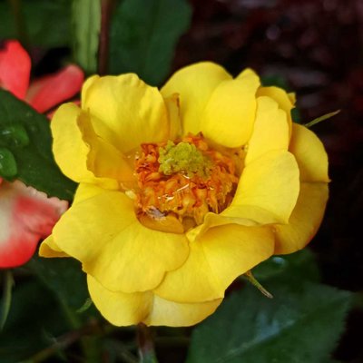 Yellow rose