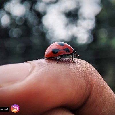 The seven-spot🐞 ladybird is playing on my fingers 🤗