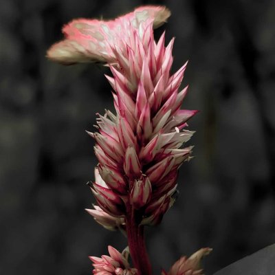 can you name this flower ?
