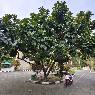 Ficus Lyrata