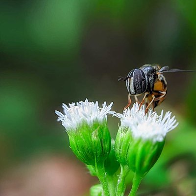 PARAGUS TIBIALIS