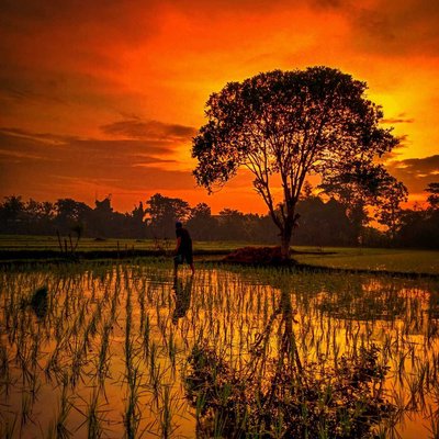 landscape