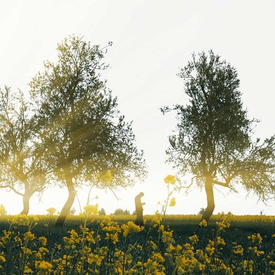 Rays of Hope 