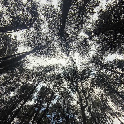 pine forest