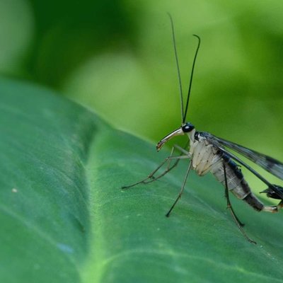 Neopanorpa Sp. (Male)
