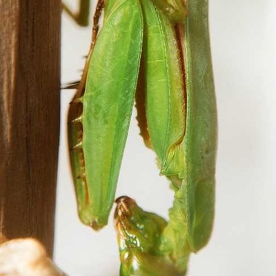 praying mantis
