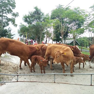 PADANG MANGATAS