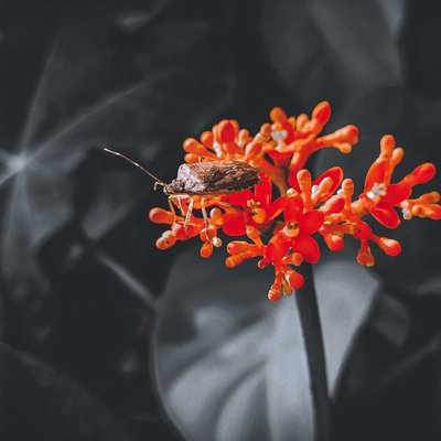 tick Insect