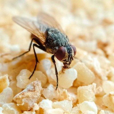 Fly 