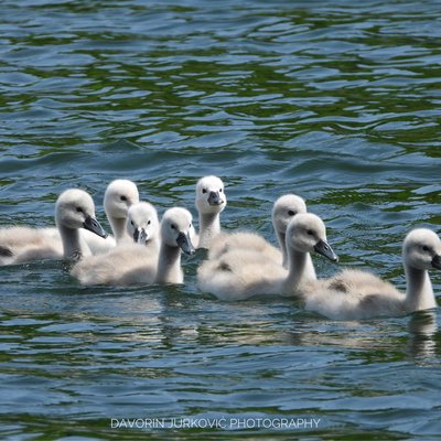 Youngster… (Cygnus olor)