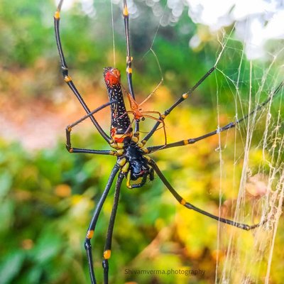 Spider 😃 