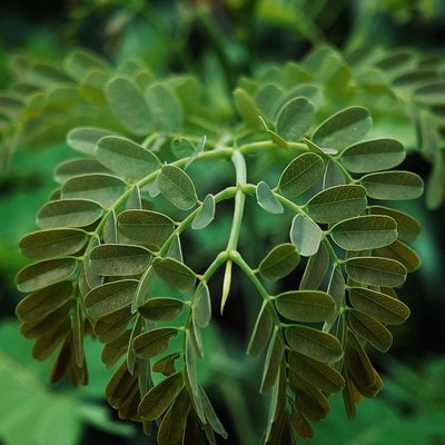 Daun