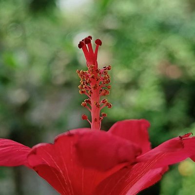 Hibiscus flower 🌺