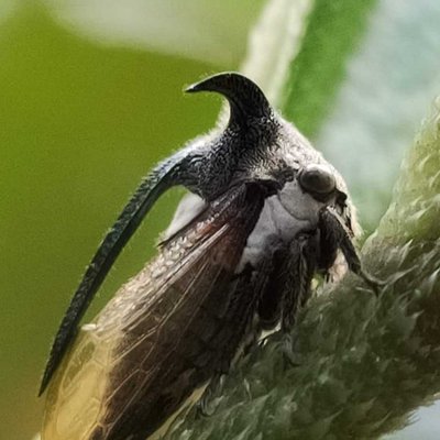 Treehoppers