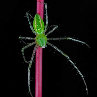 green lynx spider 