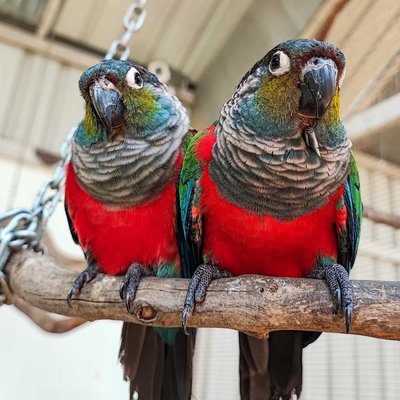 Parrot