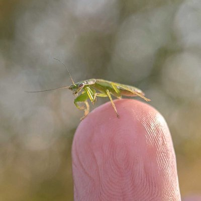 Asian ant mantis