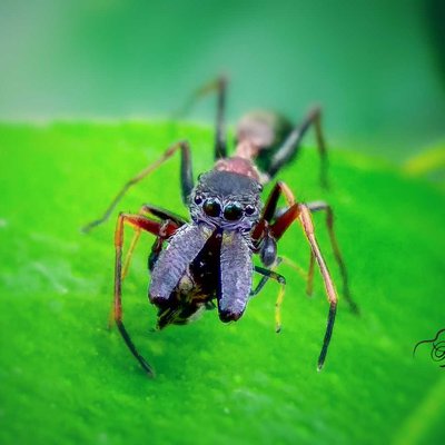 ant mimicking jumping spider 