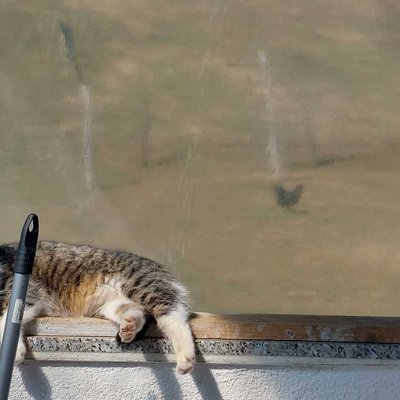🐈