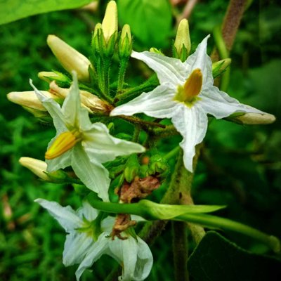 bunga terong cepoka