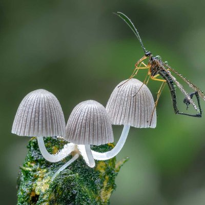 scorpion fly nangkring
