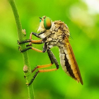 macro