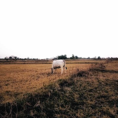 Morning village field