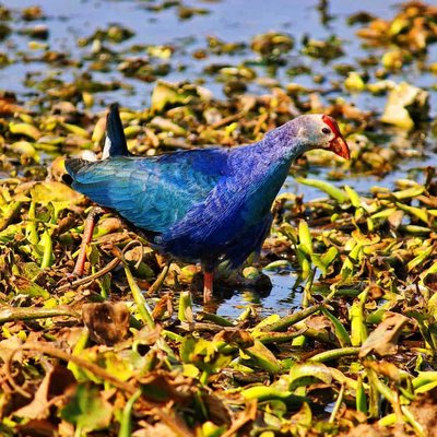 Grey-headed swamphen